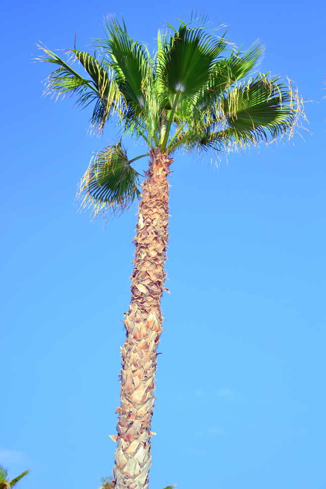 Summer-palm-tree-beach